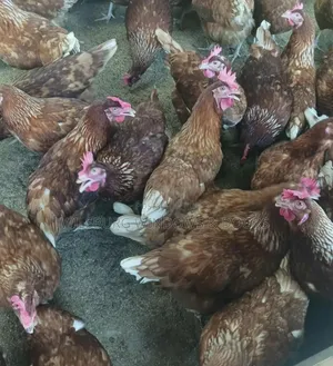 Experience Farm Supervisor Needed Urgently