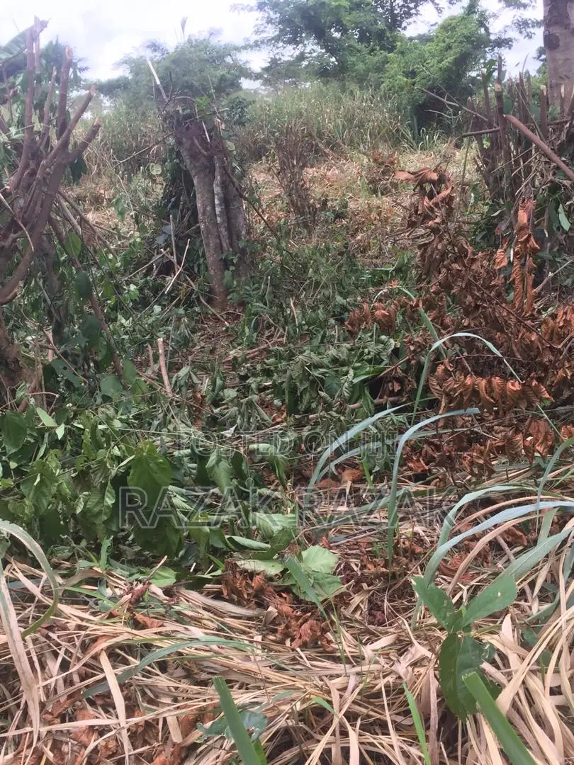 13 Acre Begoro Farmland