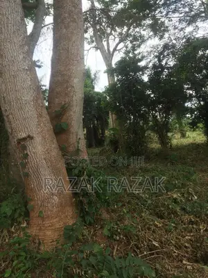 13 Acre Begoro Farmland