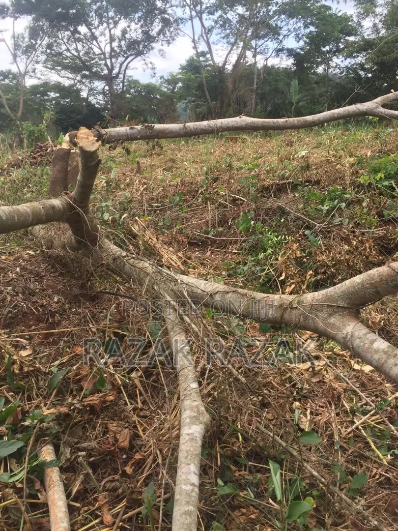 13 Acre Begoro Farmland