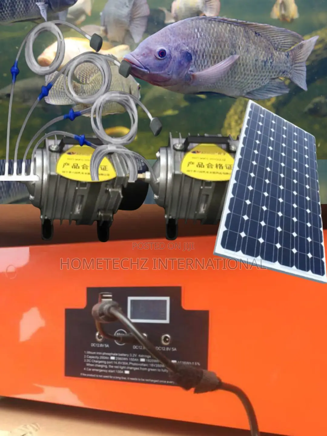 Secret of Tilapia Farming Success Home Fishery