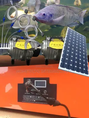 Secret of Tilapia Farming Success Home Fishery