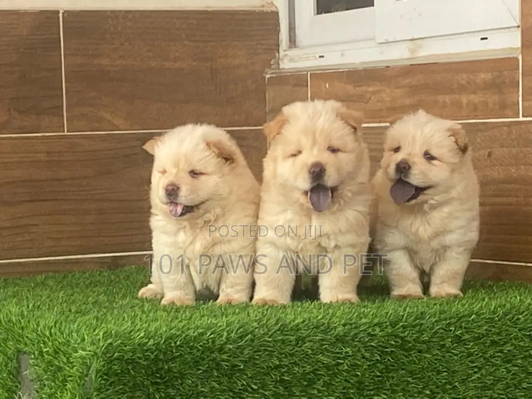 1-3 months Male Purebred Chow Chow