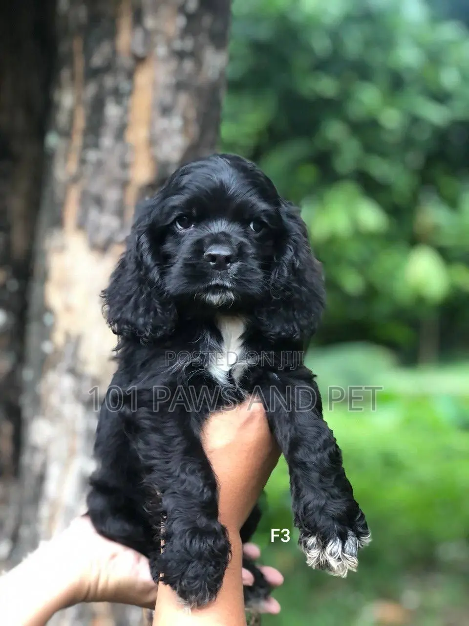1-3 months Female Purebred Cocker Spaniel