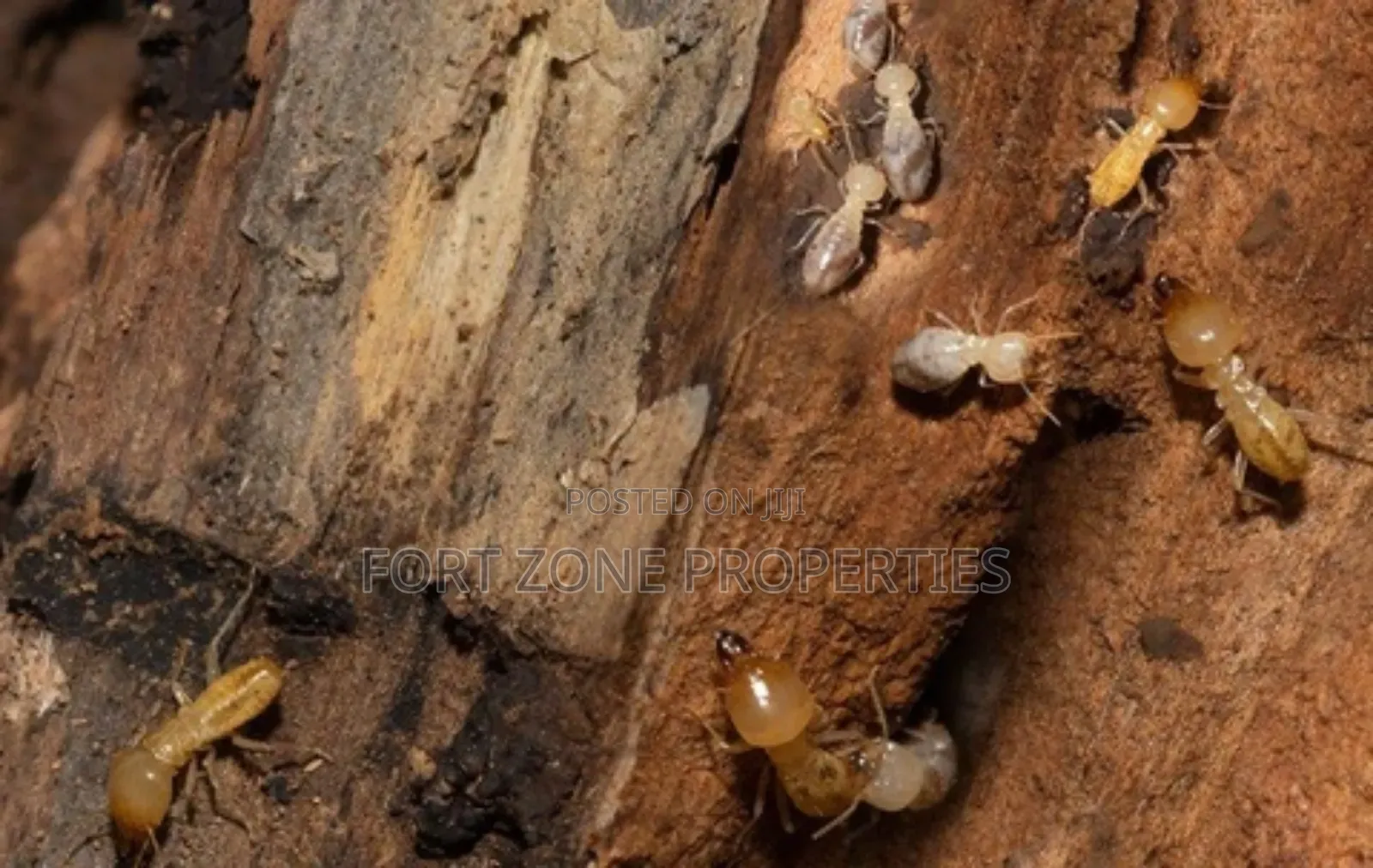 Eco Care Fumigation in Ghana