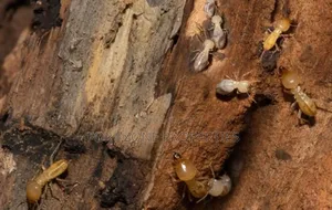 Eco Care Fumigation in Ghana