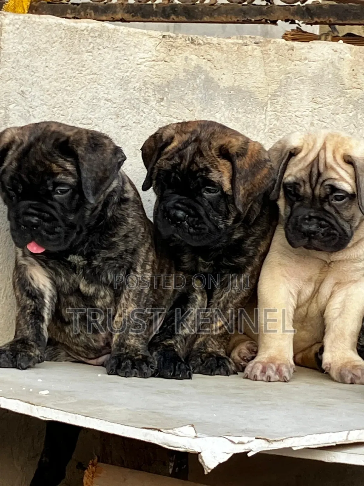 1-3 months Male Purebred Bullmastiff