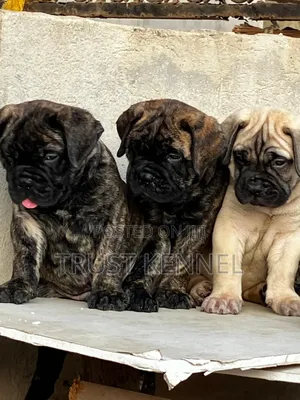 1-3 months Male Purebred Bullmastiff
