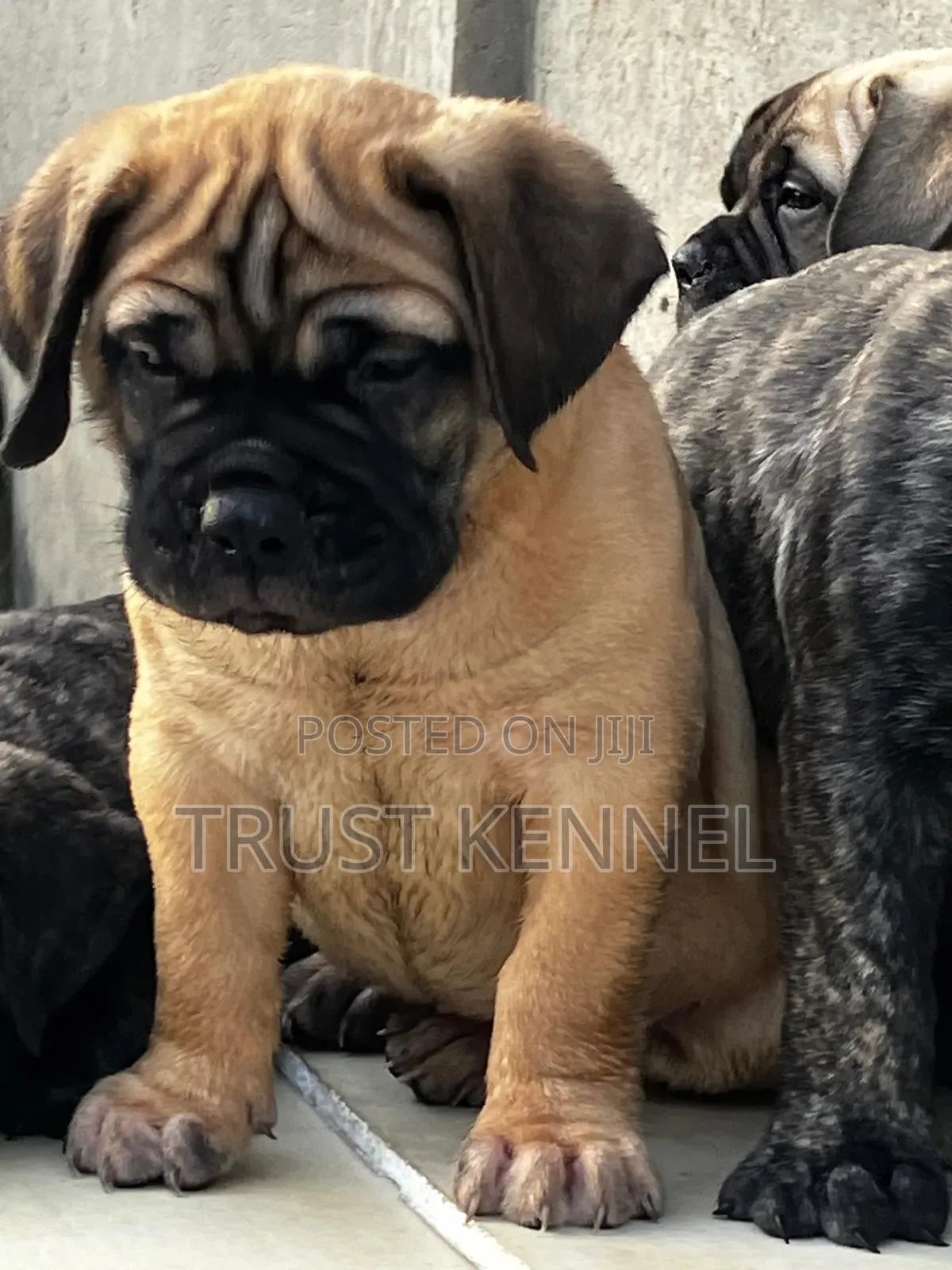 1-3 months Male Purebred Bullmastiff