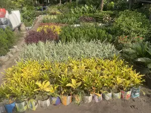 Varieties of Croton Available for Sale