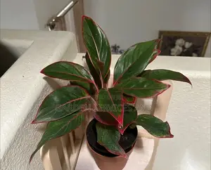 Aglaonema for Sale