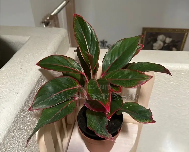 Aglaonema for Sale