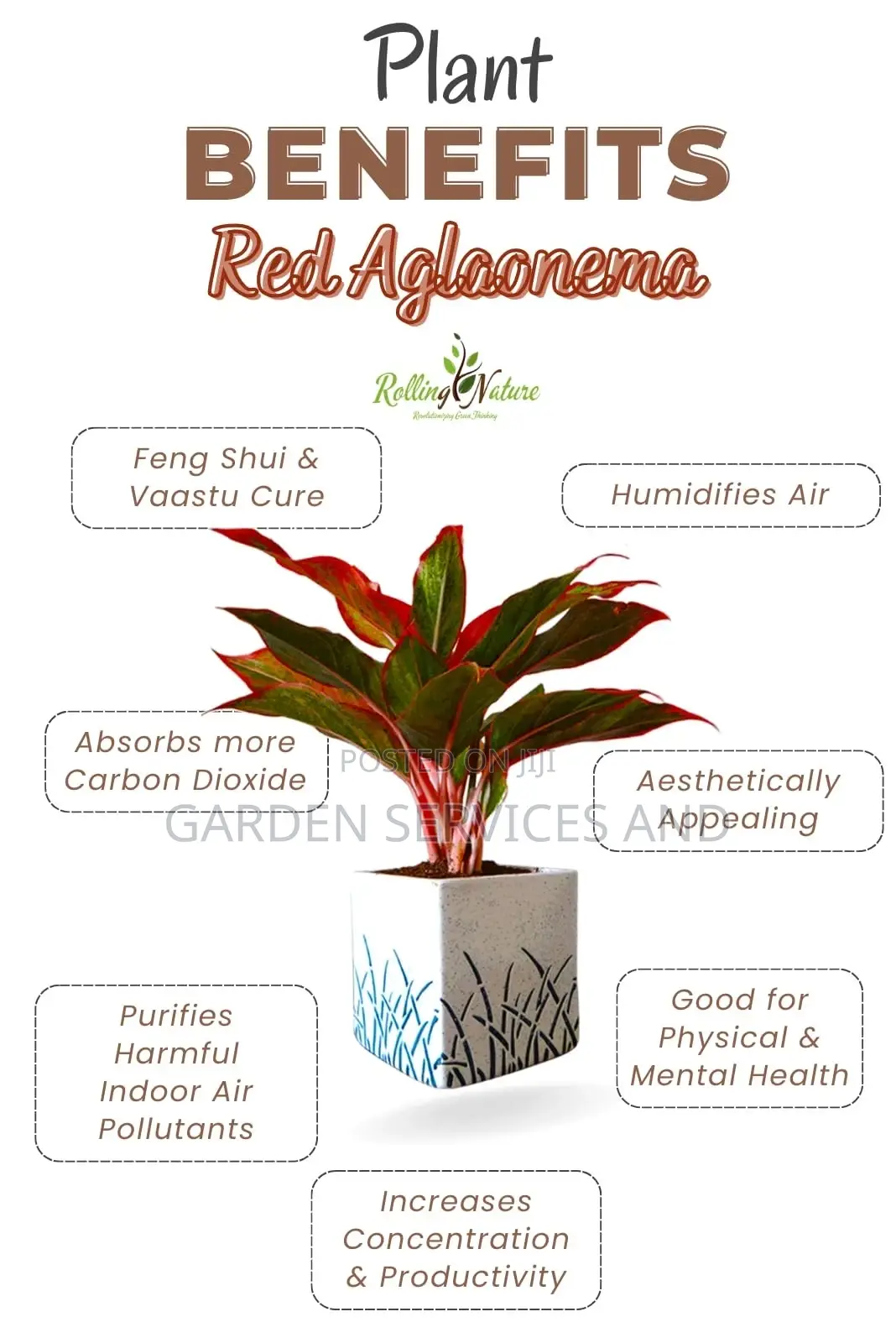 Aglaonema for Sale