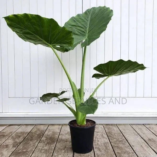 Elephant Ears for Sale