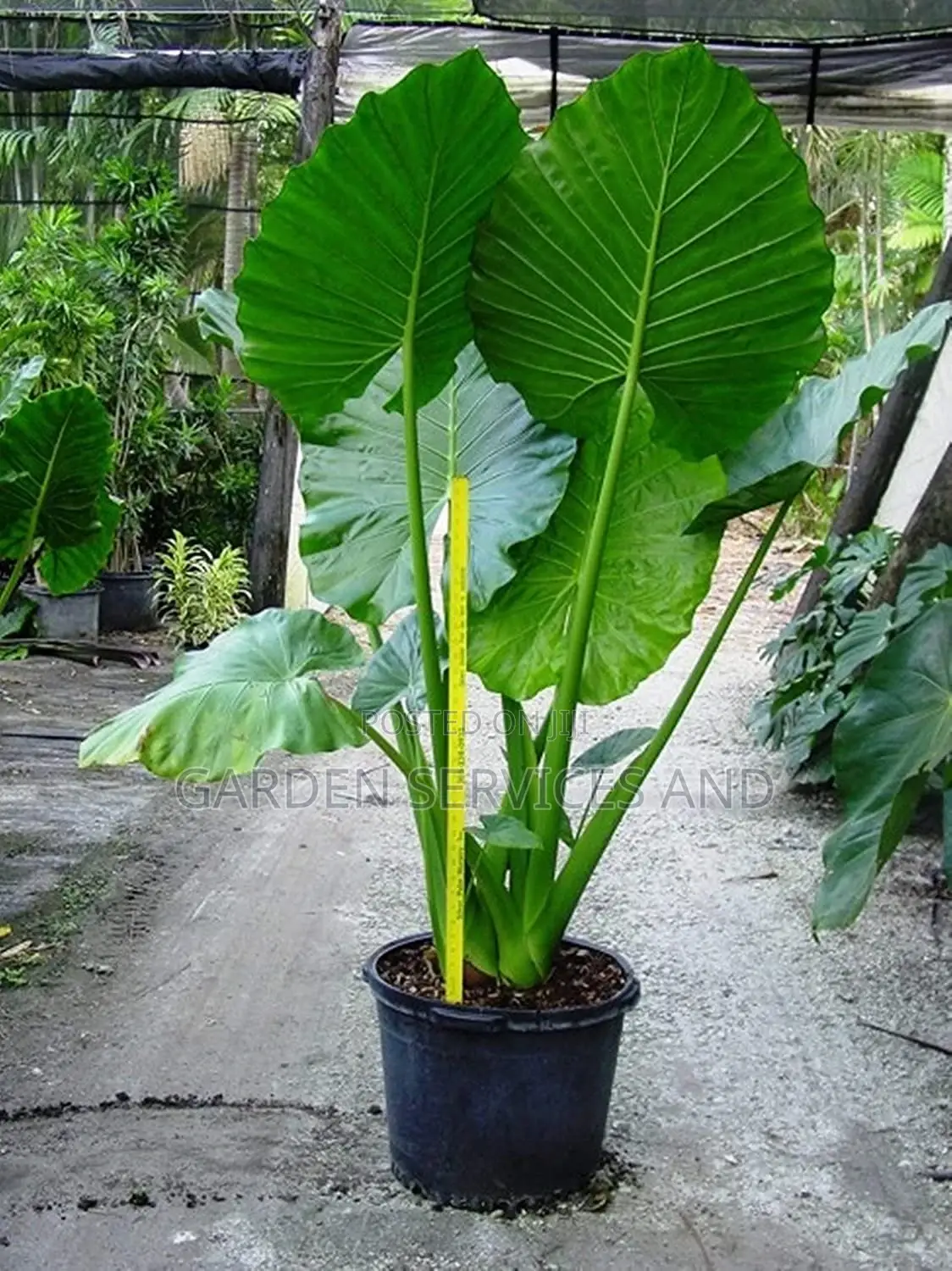 Elephant Ears for Sale