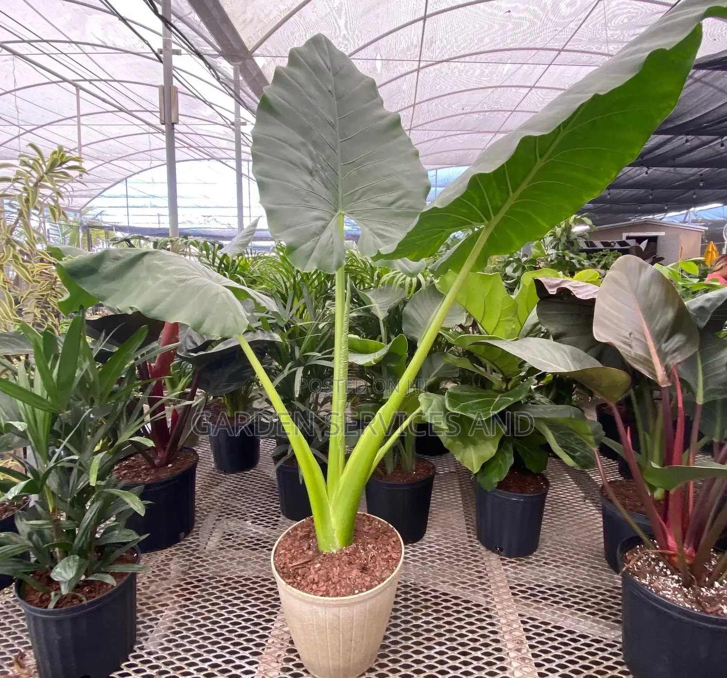 Elephant Ears for Sale