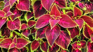Coleus Plant