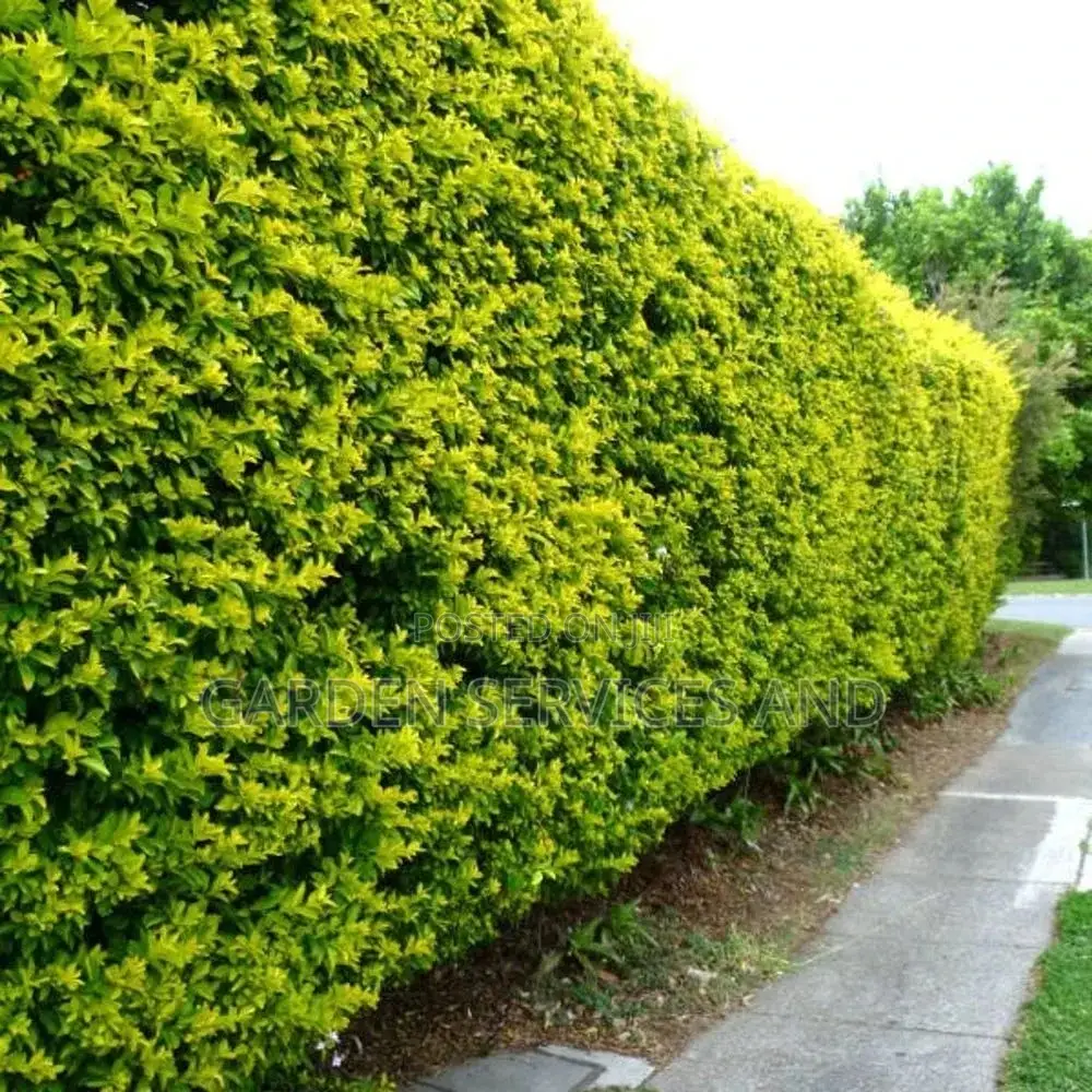 Yellow Top for Your Hedges