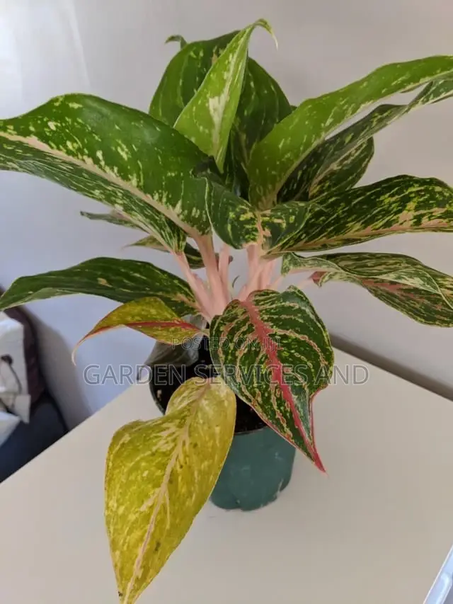 Aglaonema With Pot for Sale