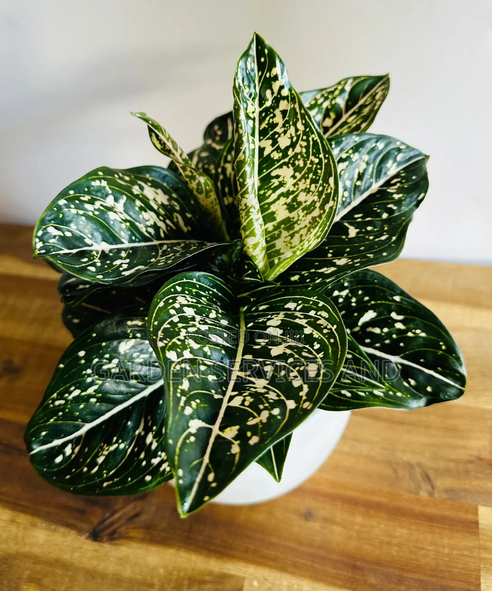 Aglaonema With Pot for Sale