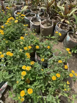 Lantana for Sale