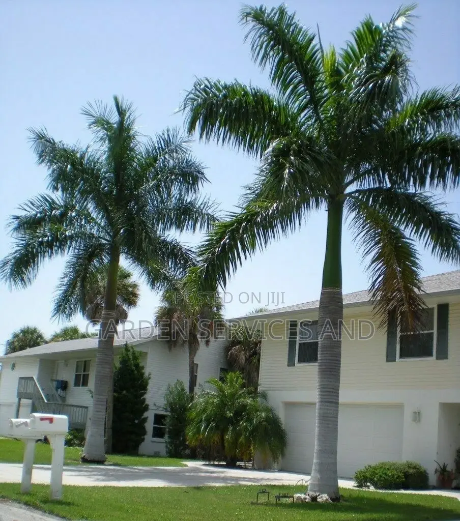 Royal Palms Available