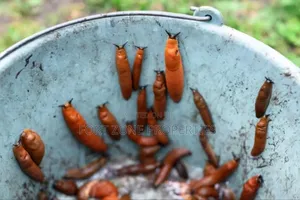 Daily Pest Treatment