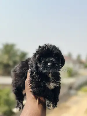 0-1 month Male Purebred Maltese