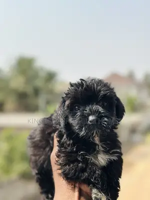 0-1 month Male Purebred Maltese