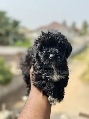 0-1 month Male Purebred Maltese