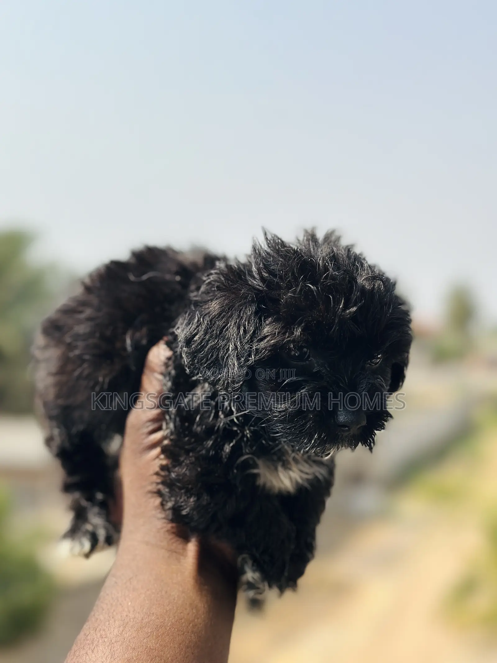 0-1 month Male Purebred Maltese