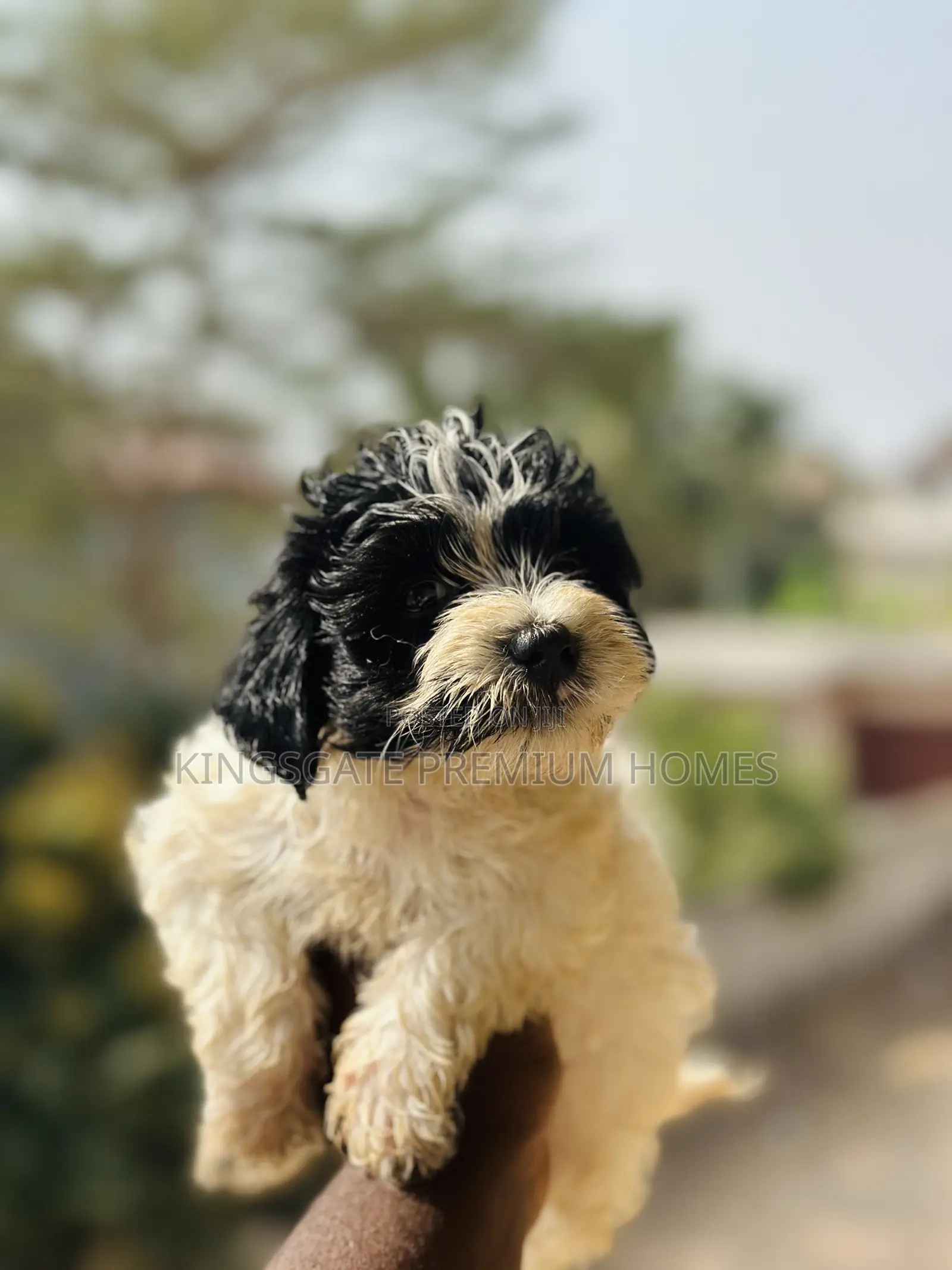 0-1 month Male Purebred Poodle