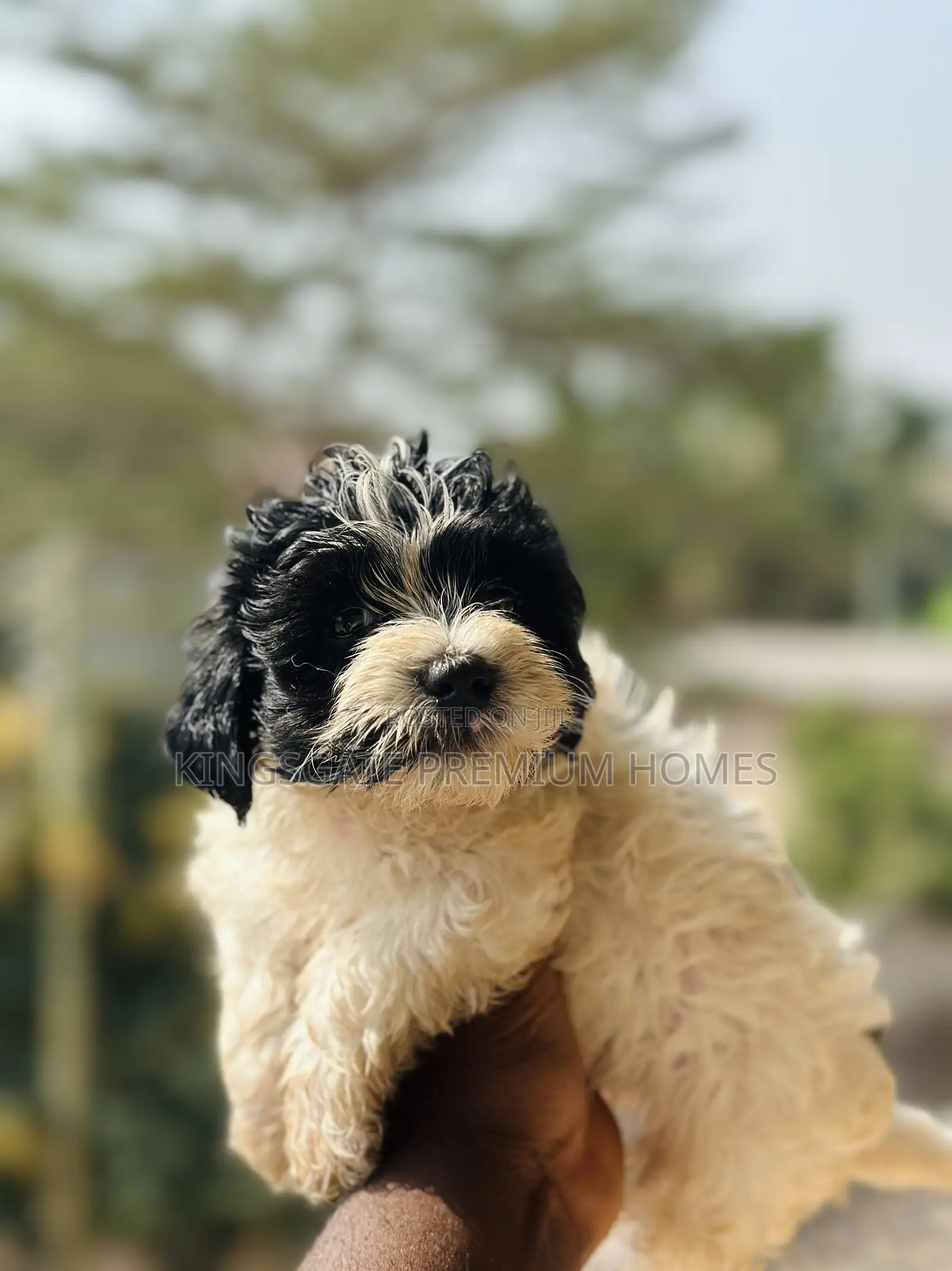 0-1 month Male Purebred Poodle