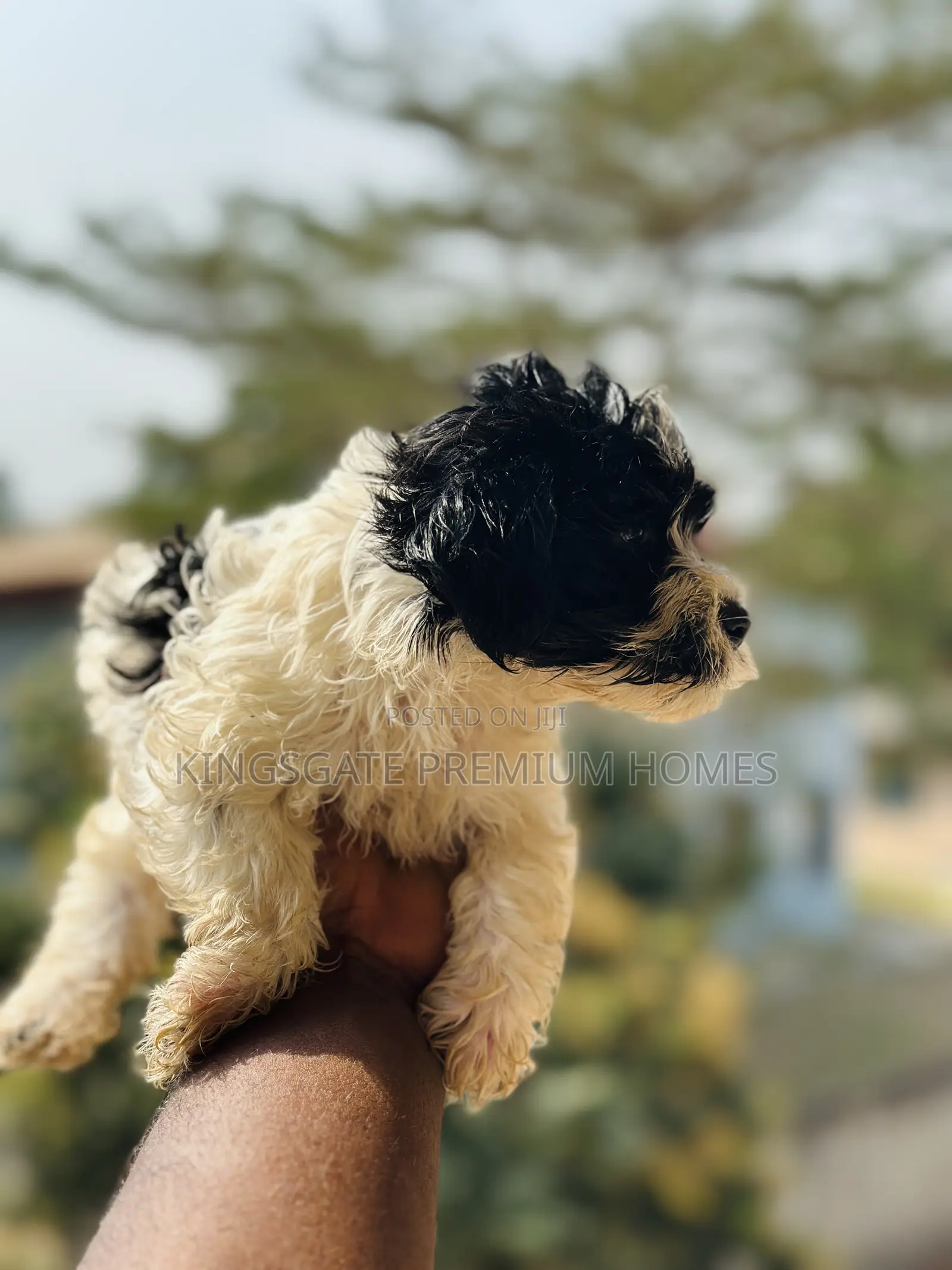 0-1 month Male Purebred Poodle