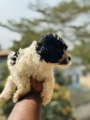 0-1 month Male Purebred Poodle