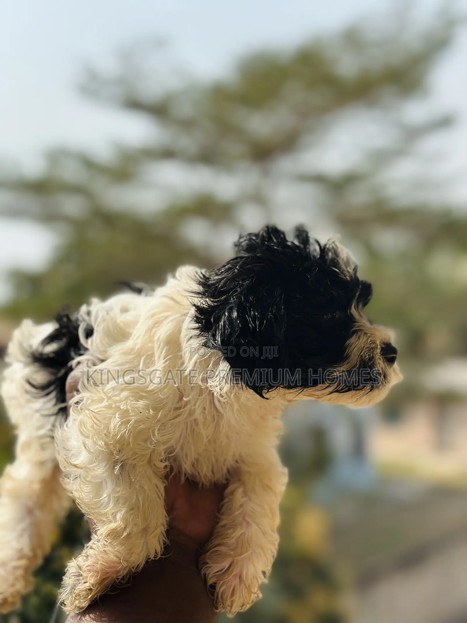 0-1 month Male Purebred Poodle