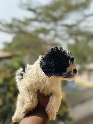 0-1 month Male Purebred Poodle