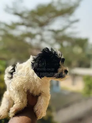 0-1 month Male Purebred Poodle
