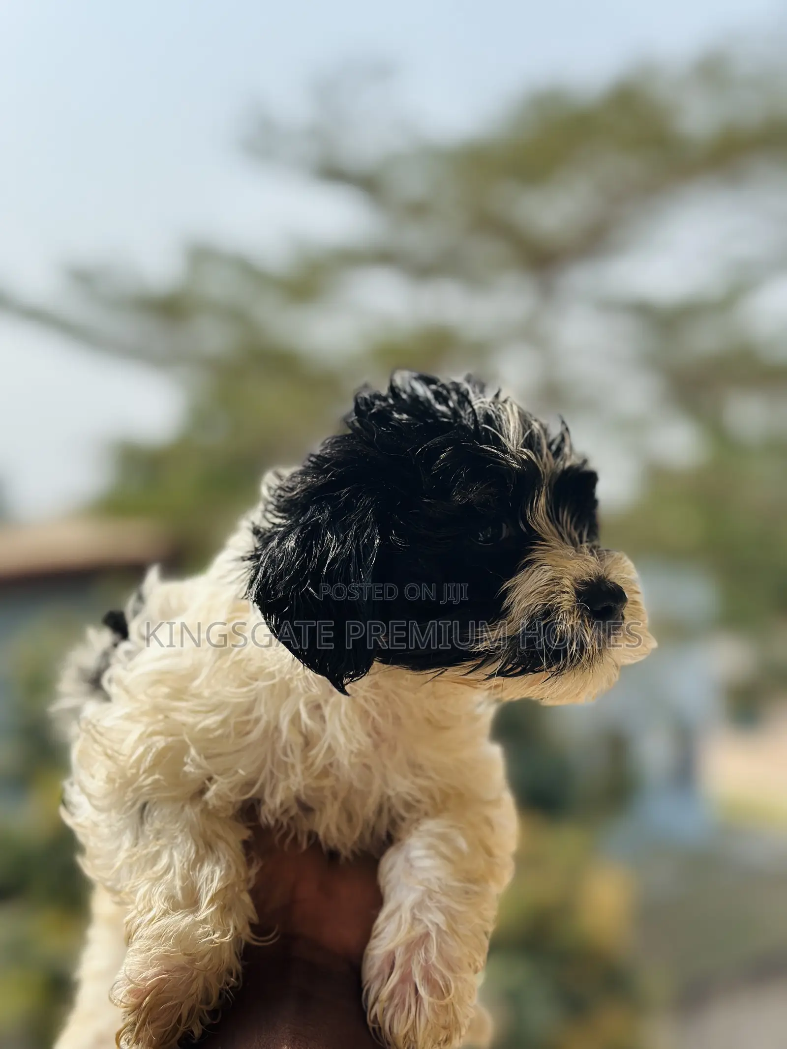 0-1 month Male Purebred Poodle