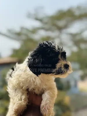 0-1 month Male Purebred Poodle
