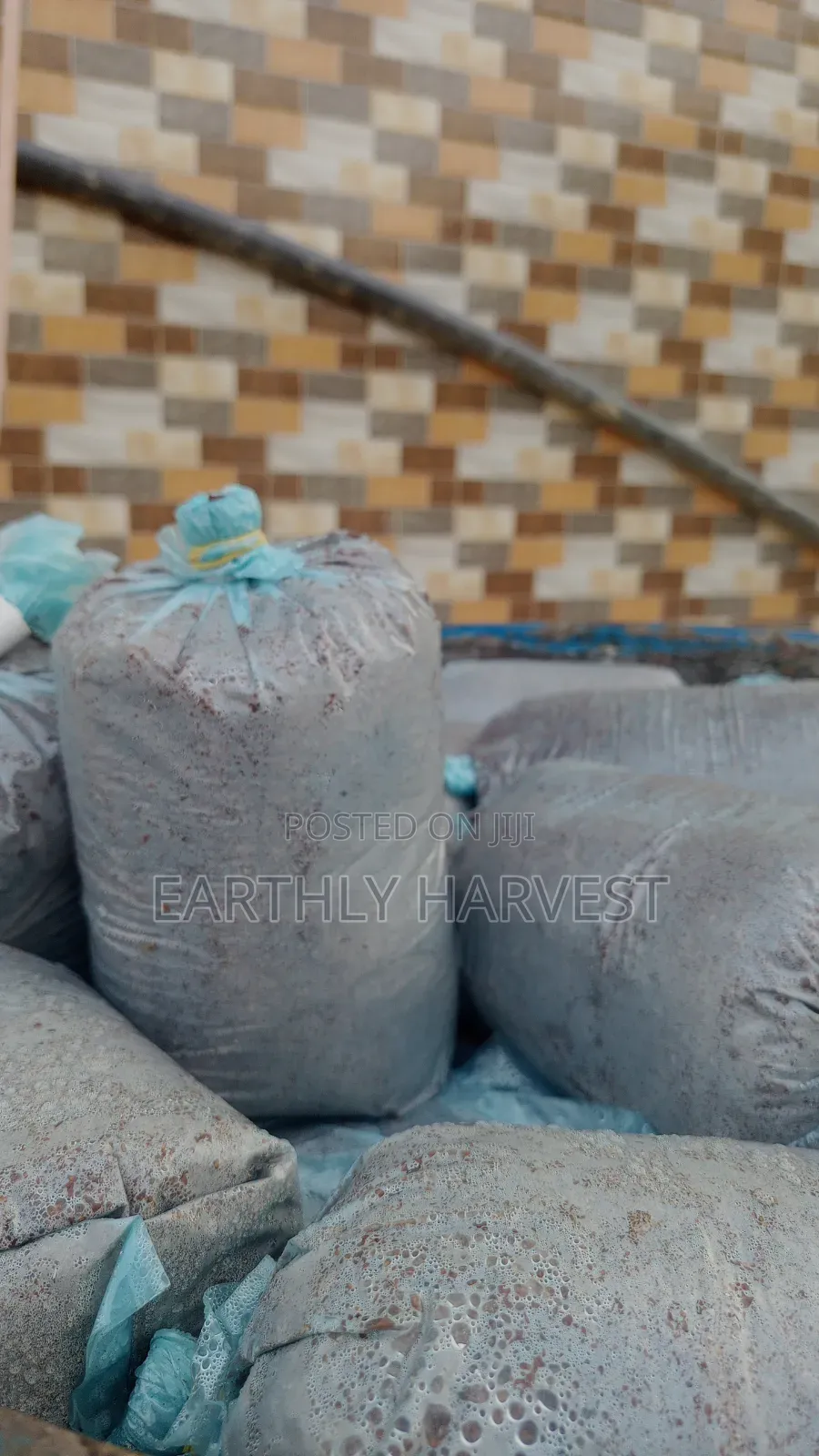 Mushroom Readymade Substrate Bags for Sale
