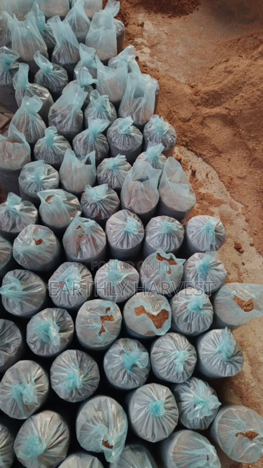 Mushroom Readymade Substrate Bags for Sale
