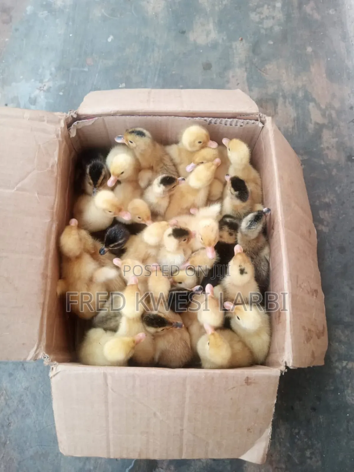 Day Old Belgium Muscovies for Sale