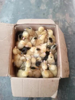 Day Old Belgium Muscovies for Sale