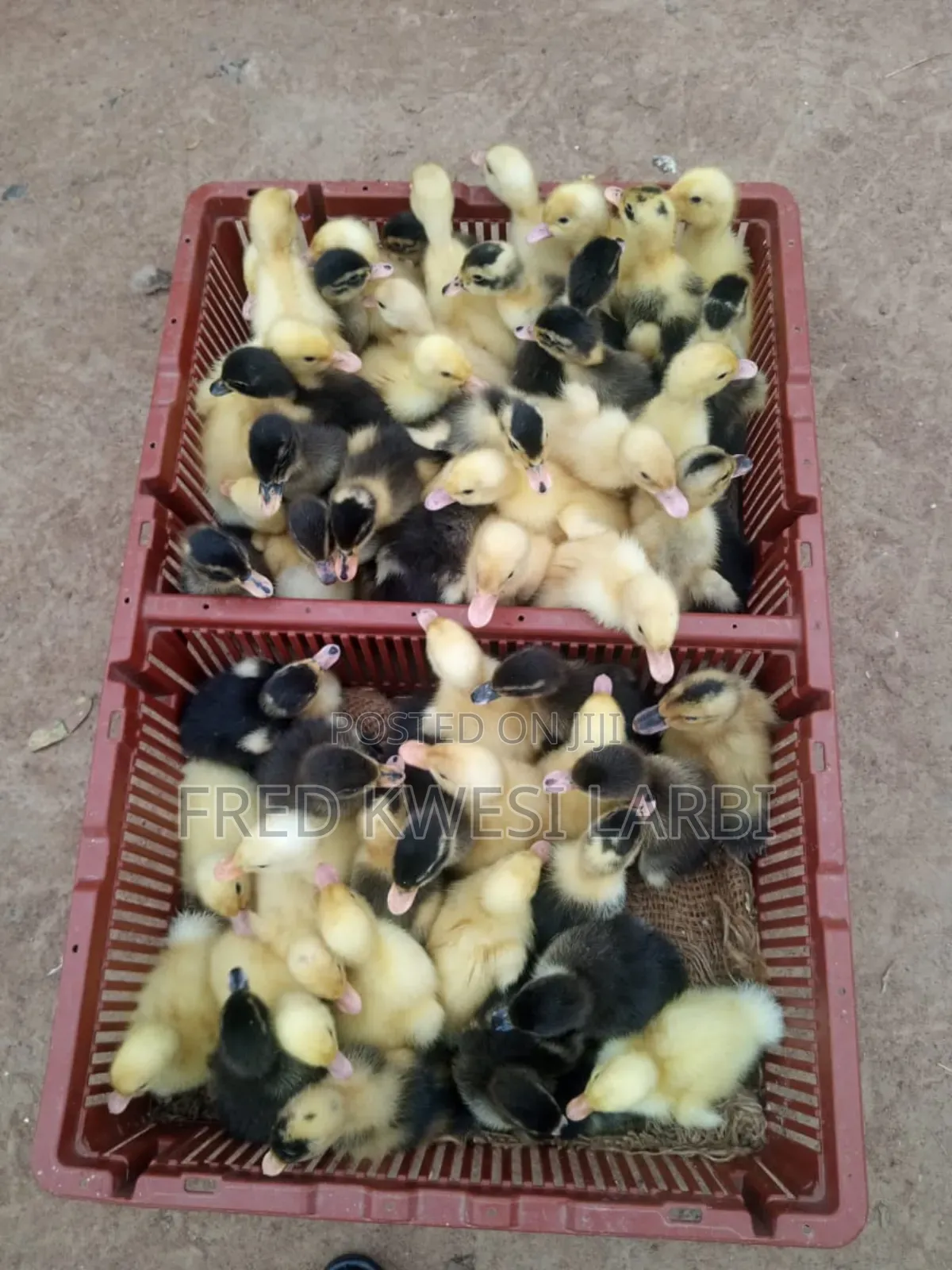 Day Old Belgium Muscovies for Sale
