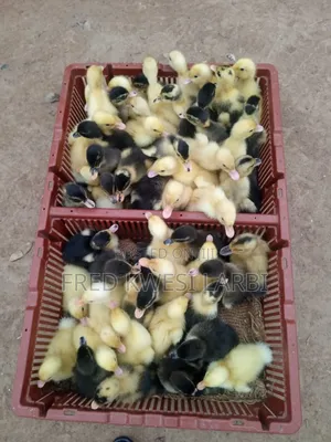 Day Old Belgium Muscovies for Sale