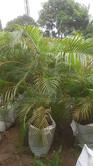 Golden Cane Palm for Sale