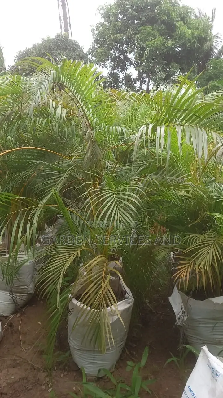 Golden Cane Palm for Sale