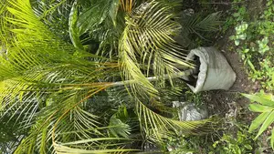 Golden Cane Palm for Sale