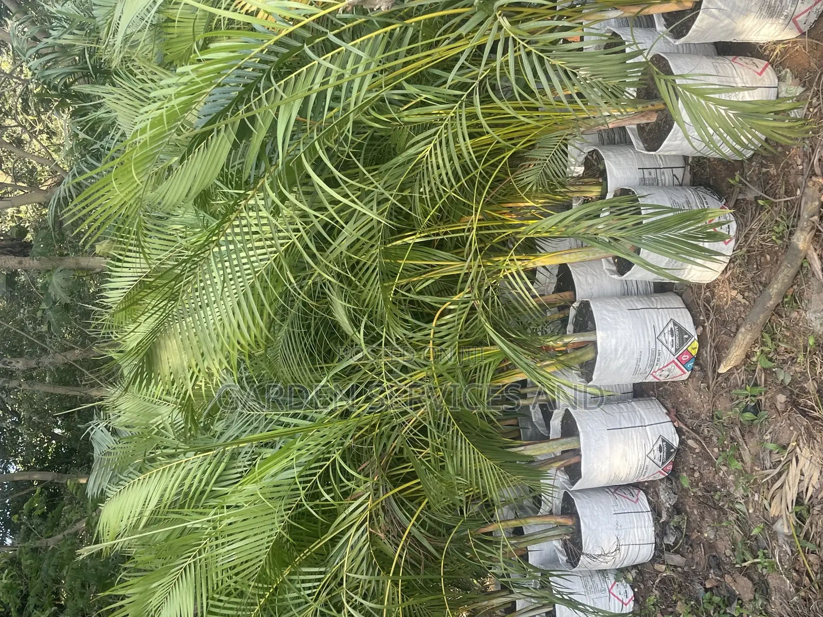 Golden Cane Palm for Sale